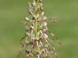 Himantoglossum_hircinium